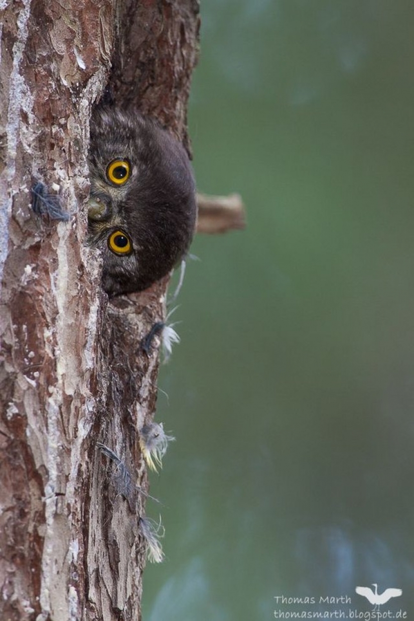 It's 100 most valuable photos of owls of all times and peoples