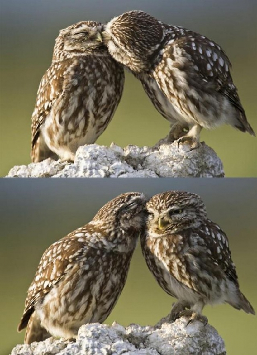 It's 100 most valuable photos of owls of all times and peoples