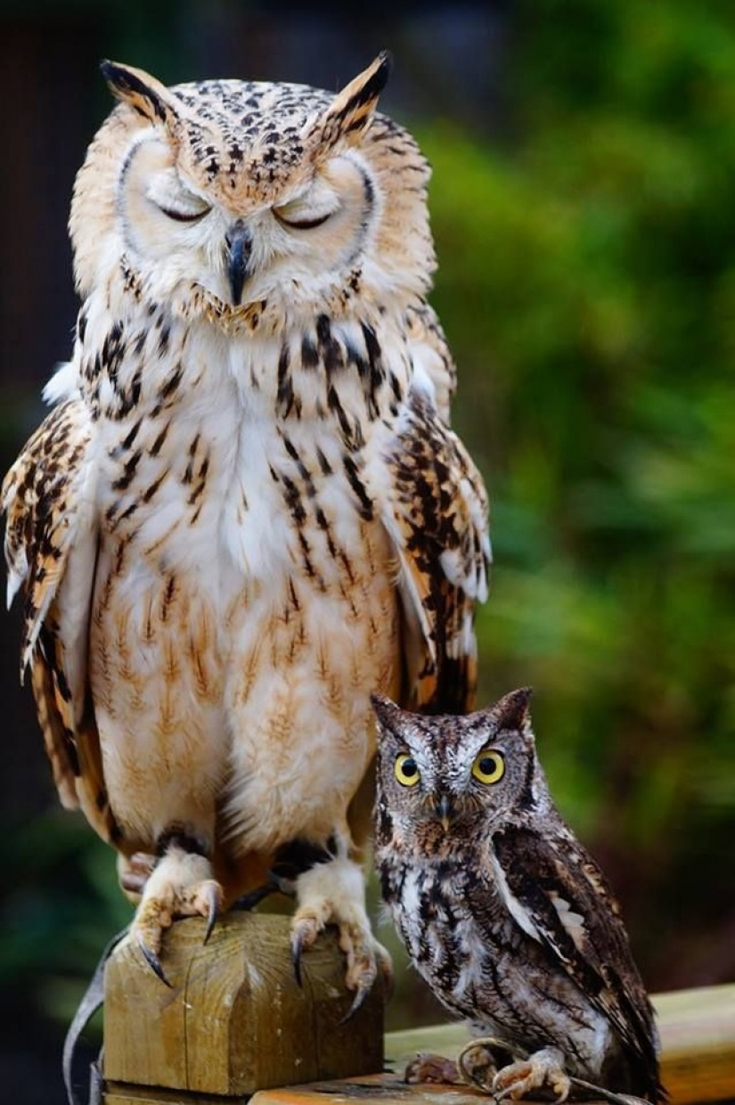 It's 100 most valuable photos of owls of all times and peoples