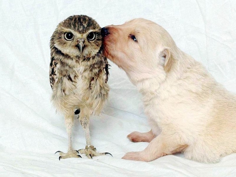 It's 100 most valuable photos of owls of all times and peoples