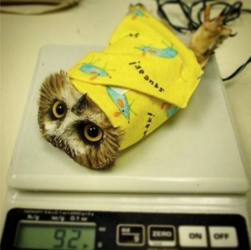 It's 100 most valuable photos of owls of all times and peoples