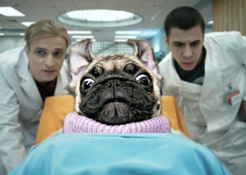 It's creepy and cute at the same time: how does the x-ray picture of a pug