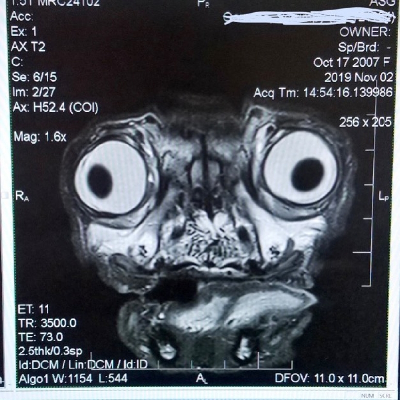 It's creepy and cute at the same time: how does the x-ray picture of a pug