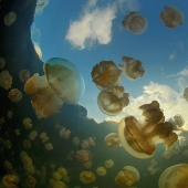 Jellyfish lake