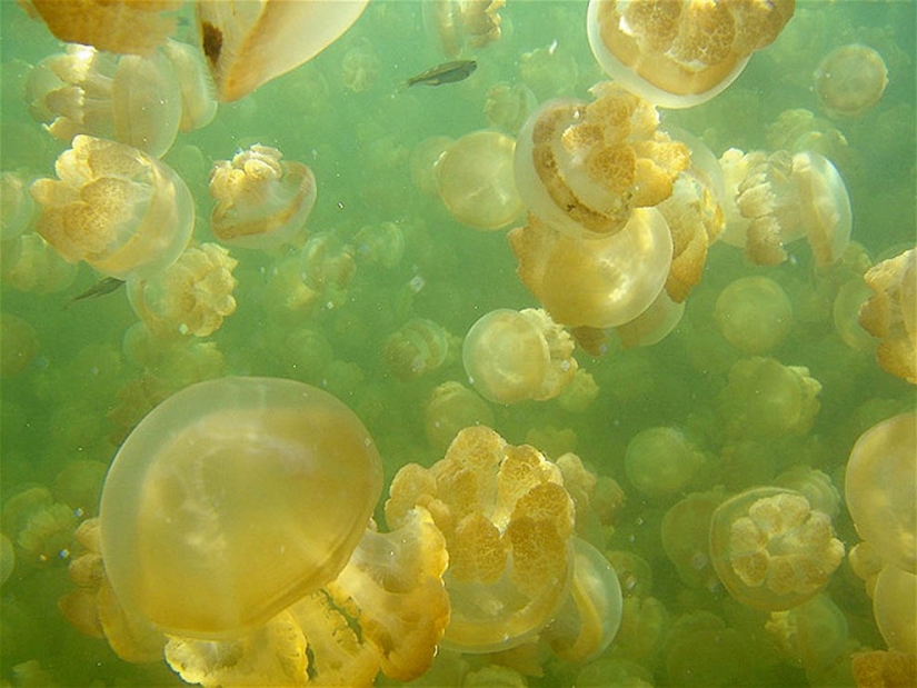 Jellyfish lake