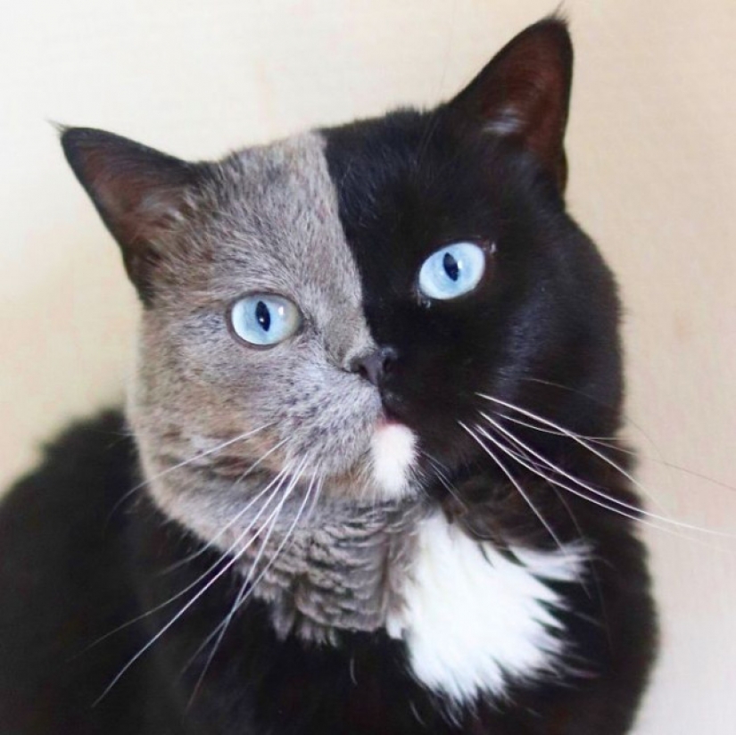 Kittens are two-faced cat named Narnia shared the color of his father