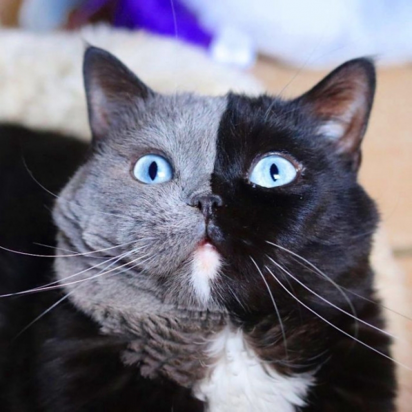 Kittens are two-faced cat named Narnia shared the color of his father