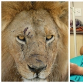 La batalla desigual: wild Explorer para sobrevivir al ataque de un león hambriento en Botswana