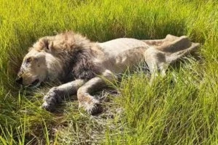 La batalla desigual: wild Explorer para sobrevivir al ataque de un león hambriento en Botswana