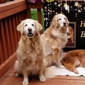 La más antigua de Golden Retriever en el mundo fue de 20 años de edad