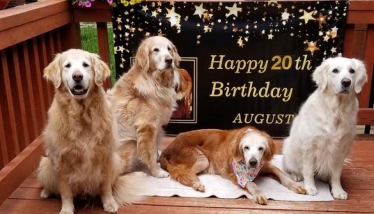 La más antigua de Golden Retriever en el mundo fue de 20 años de edad