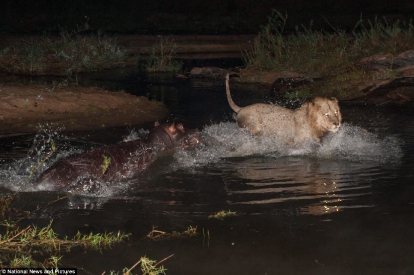 La naturaleza Cruel: leones vs Hipona