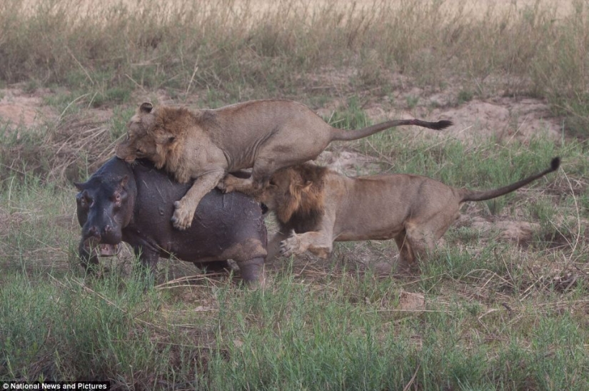 La naturaleza Cruel: leones vs Hipona