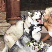 La pareja hizo dos Malamutes testigos en la boda, y lo hicieron mejor que nadie