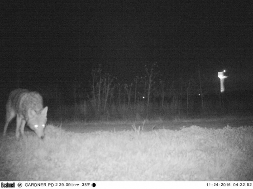La policía encontró a la cámara de la visión nocturna para encontrar el Cougar, pero la situación se salió de control