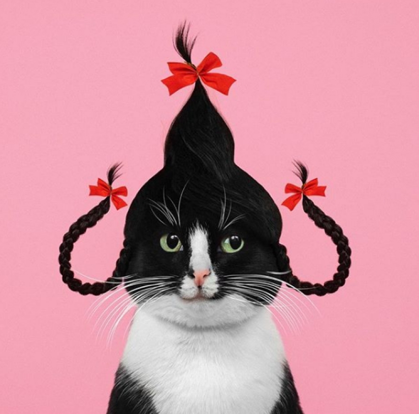 La princesa Chito: la vida creativa de la mayoría ordinaria de los gatos