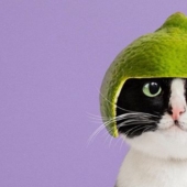 La princesa Chito: la vida creativa de la mayoría ordinaria de los gatos