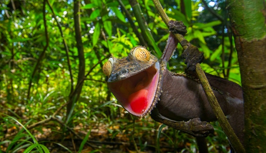 La sonrisa de Gecko es un maestro del camuflaje