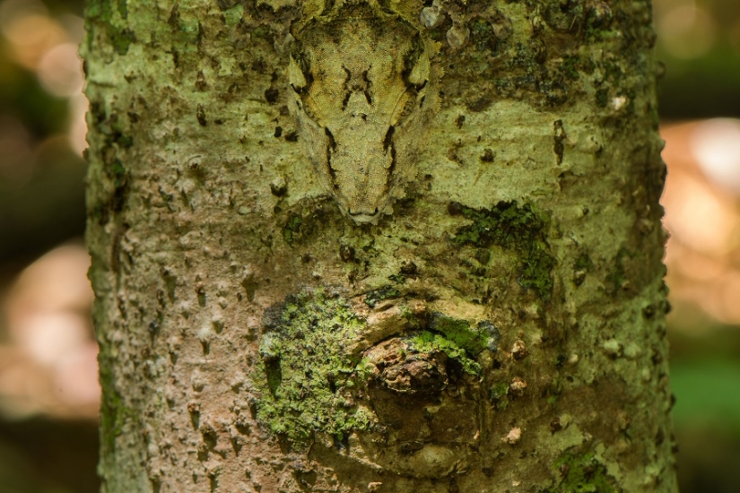 La sonrisa de Gecko es un maestro del camuflaje