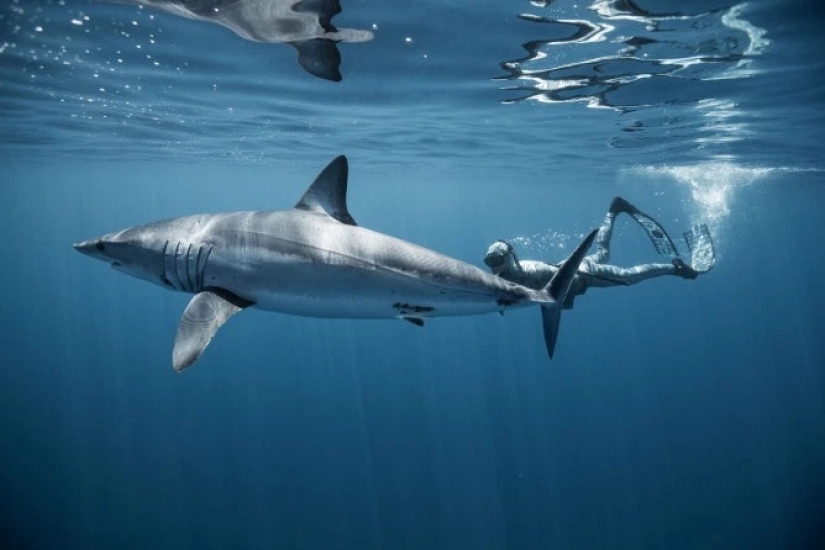 La sonrisa de la muerte: como el intrépido buzo está en contacto con los tiburones