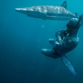 La sonrisa de la muerte: como el intrépido buzo está en contacto con los tiburones