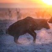 La vida en el congelador: la película fue estrenada en la BBC acerca de la migración de Nenets de los pastores de renos