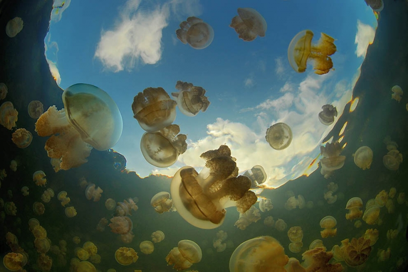 Lago de las medusas