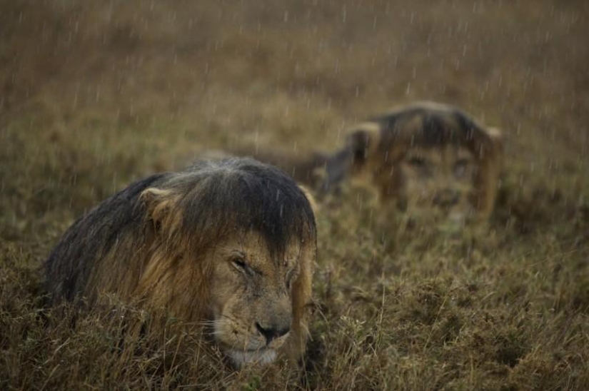 Large cats that just want to do the usual cat chores