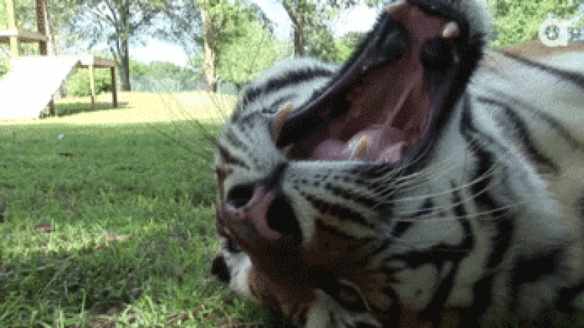 Large cats that just want to do the usual cat chores