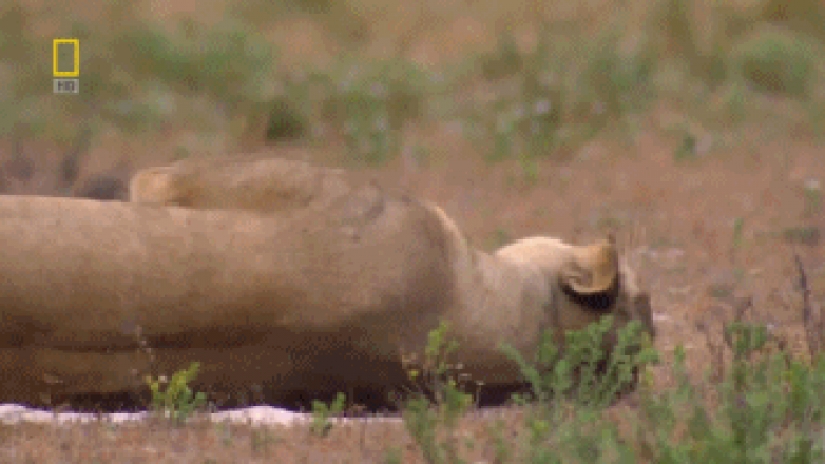 Large cats that just want to do the usual cat chores