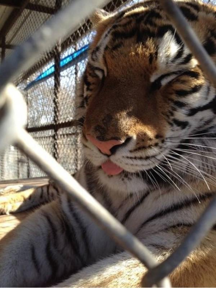 Large cats that just want to do the usual cat chores