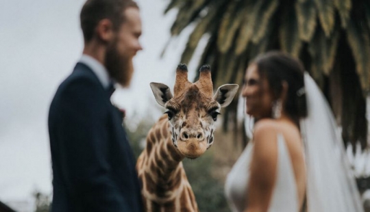 Las mejores fotos de boda de 2020 recién anunciadas, aquí están 15 de las mejores