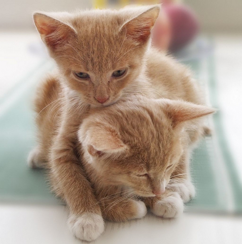 Learn to hug the cats