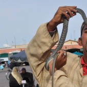 Lethal joke: scared Cobra and died