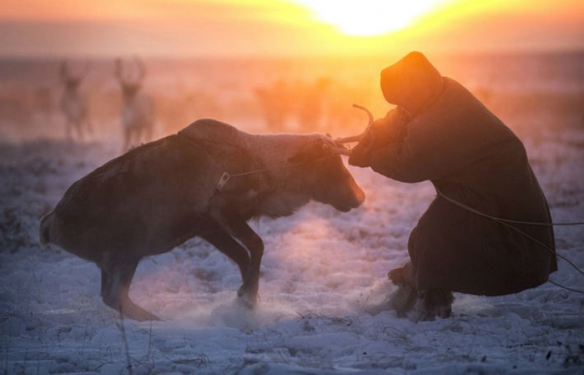 Life in the freezer: the film was released the BBC about migrating Nenets reindeer herders
