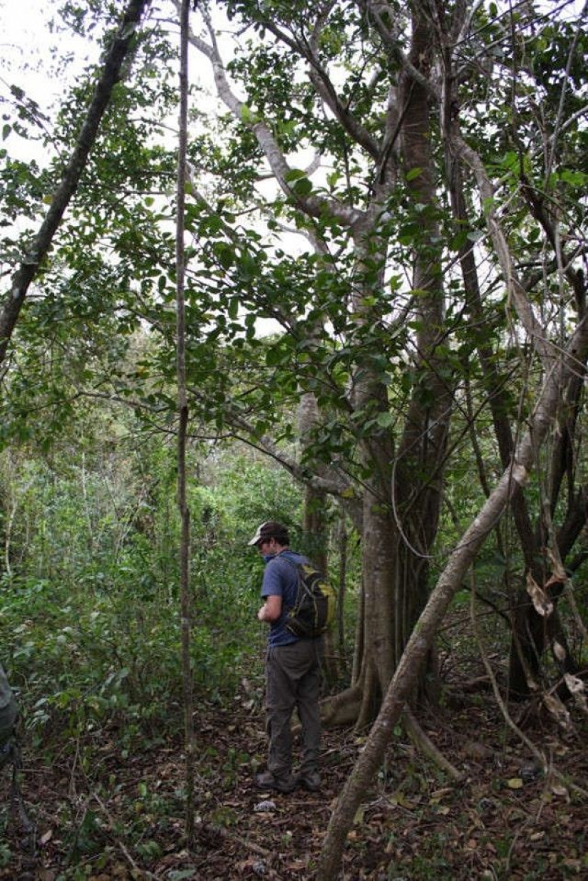 Like a bunch of orange peels changed the ecosystem in Central America