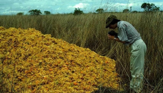 Like a bunch of orange peels changed the ecosystem in Central America