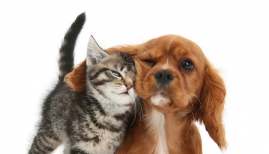 Lindo Mascotas adorables fotos por Mark Taylor