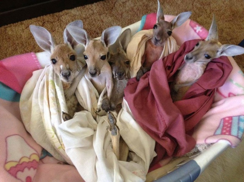 Little kangaroos left to die in the bag dead mother until he comes