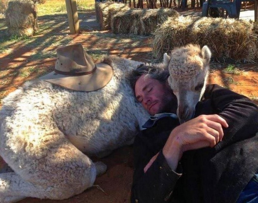 Little kangaroos left to die in the bag dead mother until he comes