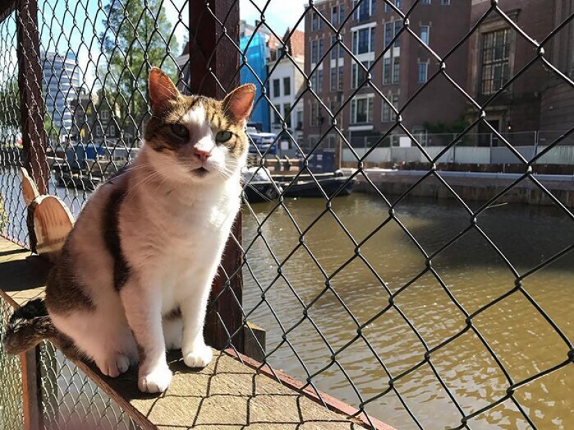 Looks like the world's only floating cat shelter