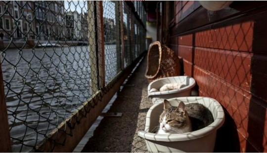 Looks like the world's only floating cat shelter