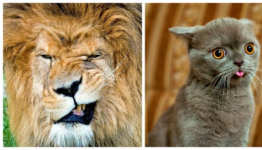 Los animales que no estaban listos para la sesión de fotos