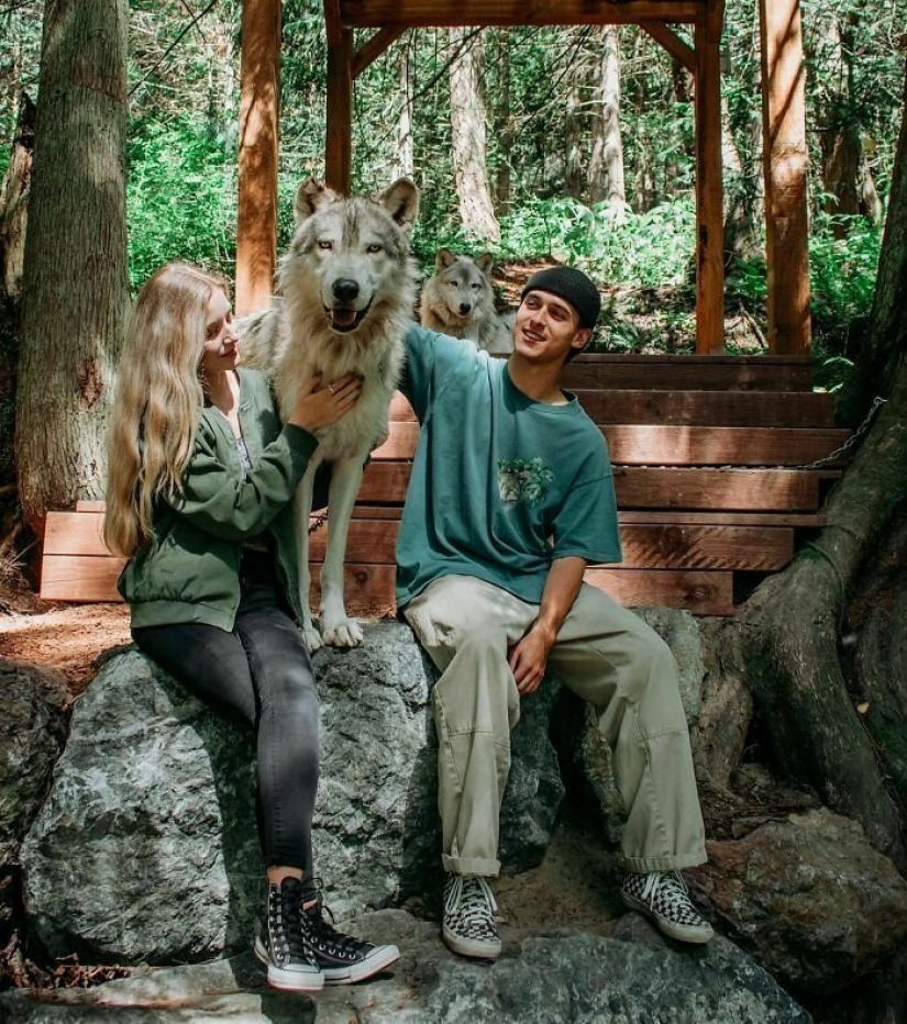 Los estadounidenses a pagar $ 200 para mascotas salvajes lobos