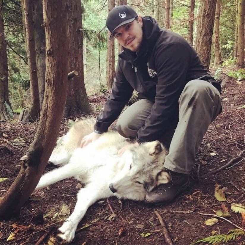 Los estadounidenses a pagar $ 200 para mascotas salvajes lobos
