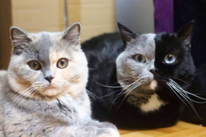 Los gatitos son dos caras de gato llamado Narnia compartido el color de su padre