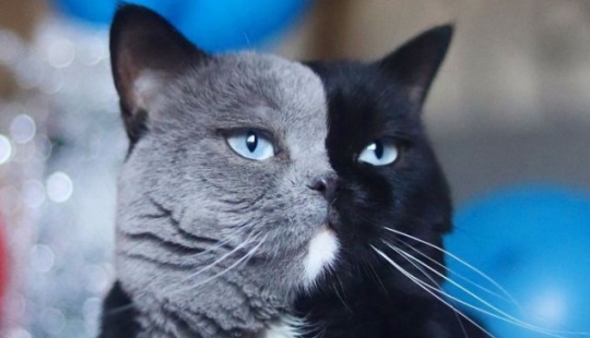 Los gatitos son dos caras de gato llamado Narnia compartido el color de su padre