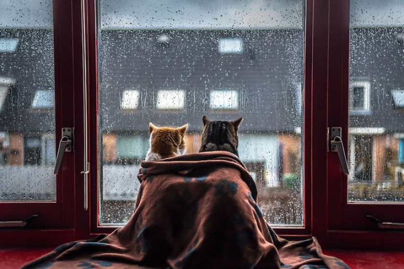 Los gatos en la ventana
