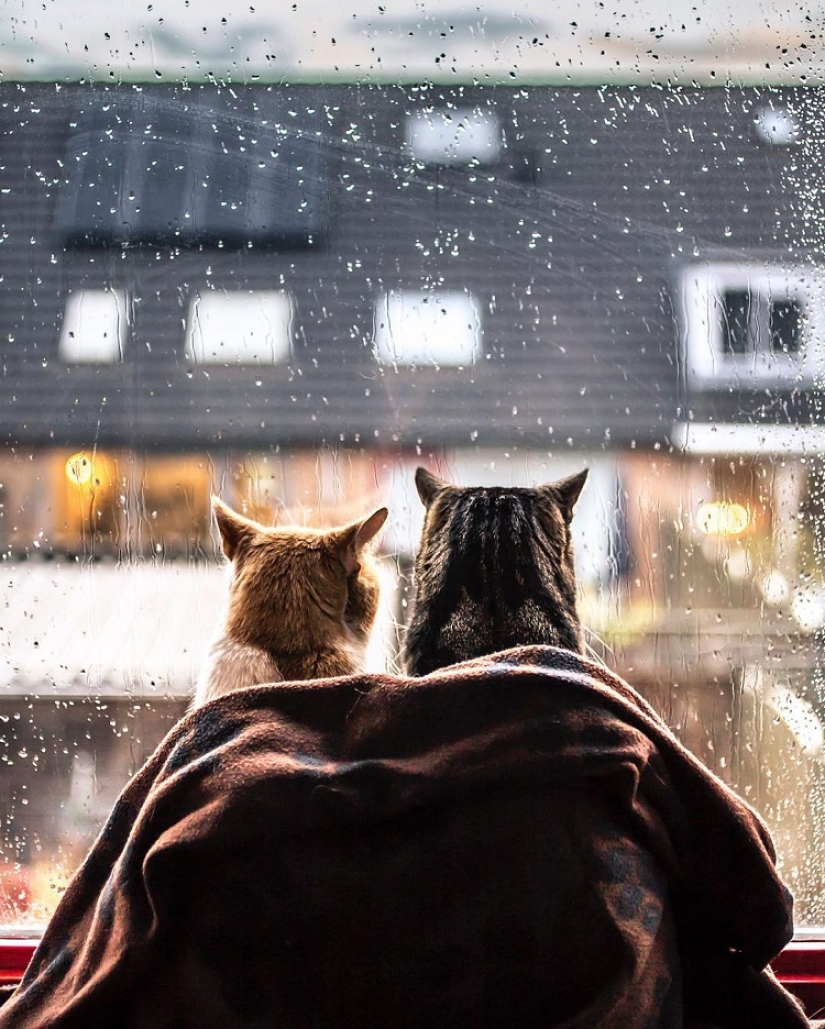 Los gatos en la ventana