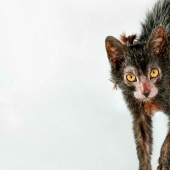 Los gatos-los hombres lobo